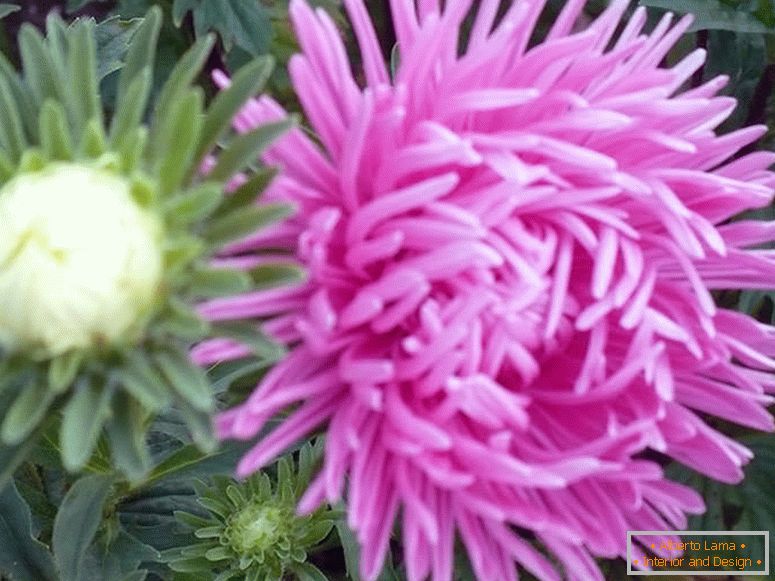 Pink aster