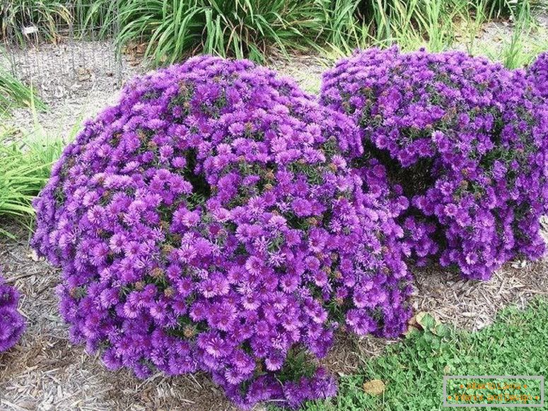 Bush aster