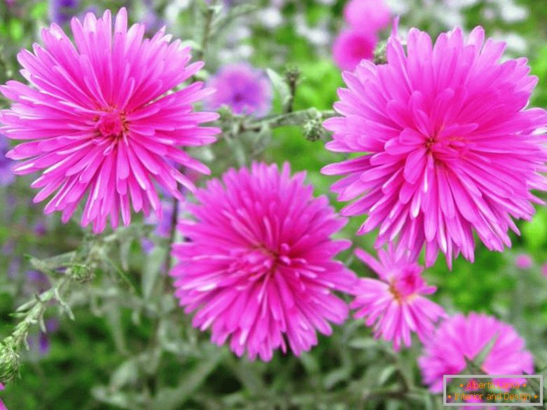 Alpine aster