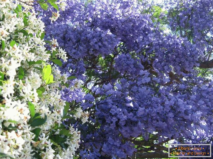 Southern beauty, shrub jasmine called