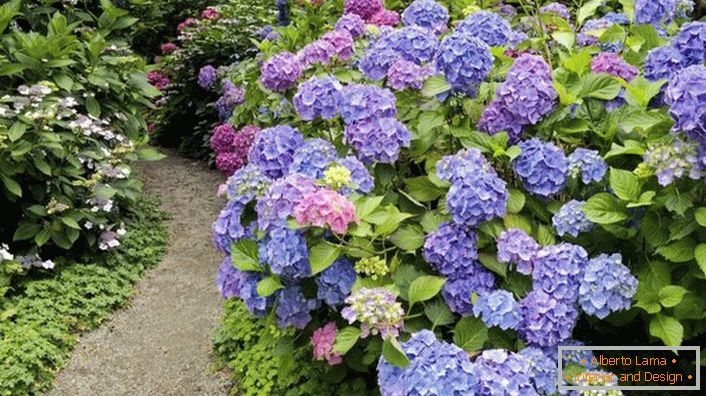 A path from hydrangea with a panicle