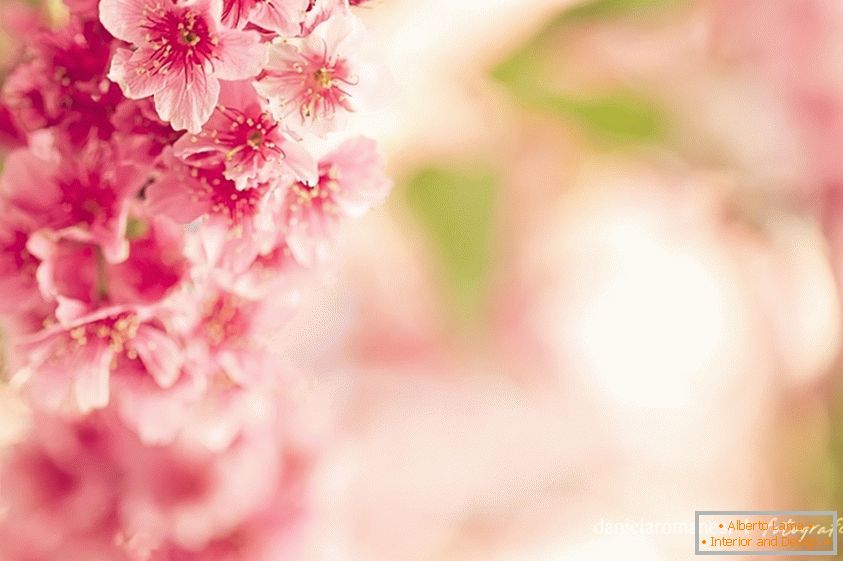 Colorful photo of pink flowers