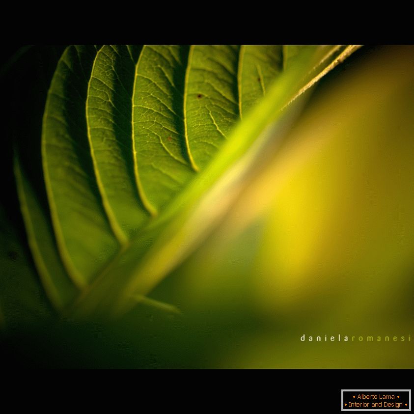 Macro photo of fern leaf