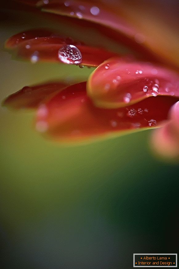 Macro photo of flower with dew