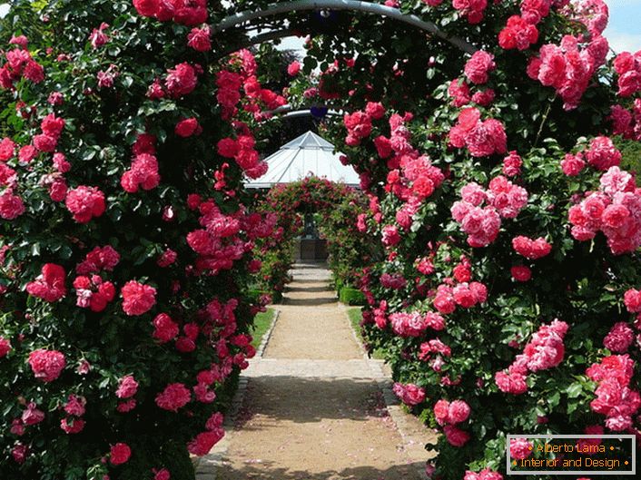 Arch from curly bushes of roses