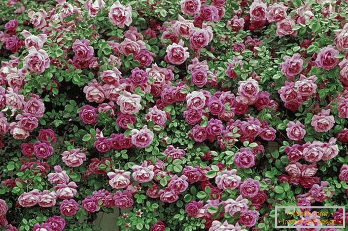 Curly roses in the garden