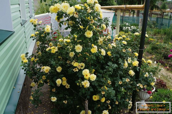 Roses under the window of the house