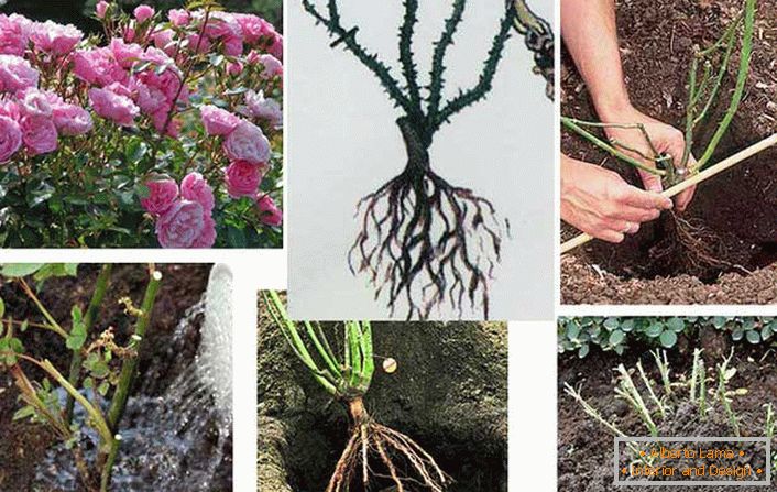 Cuttings of bush roses