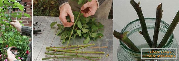 Cuttings for planting.