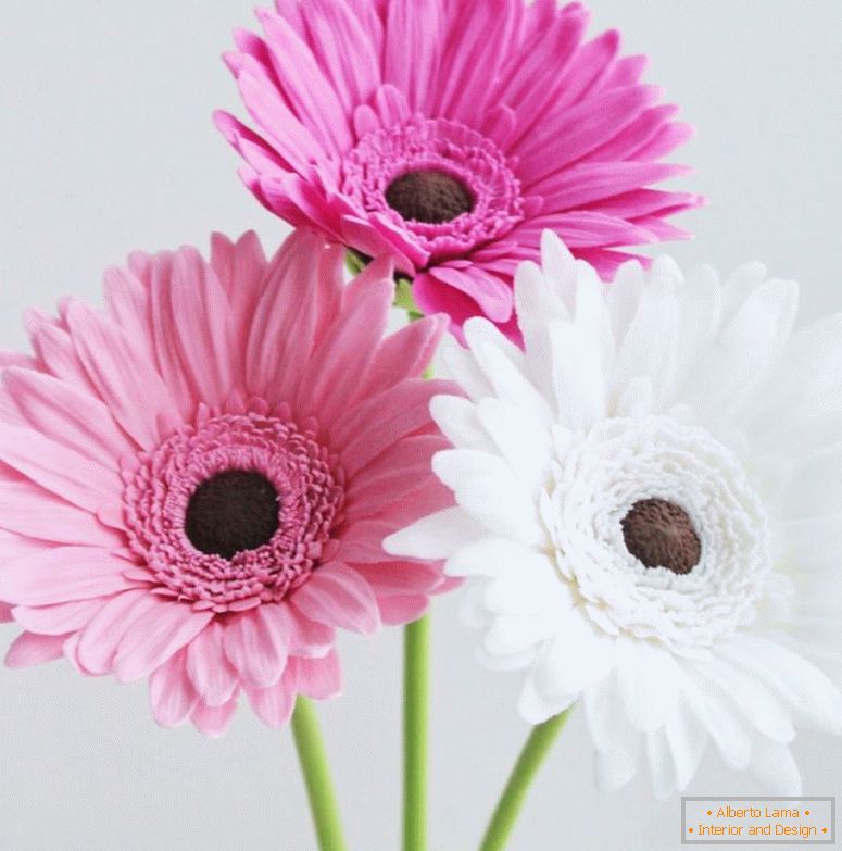 flowers-floral-gerbera-from-polymer-clay