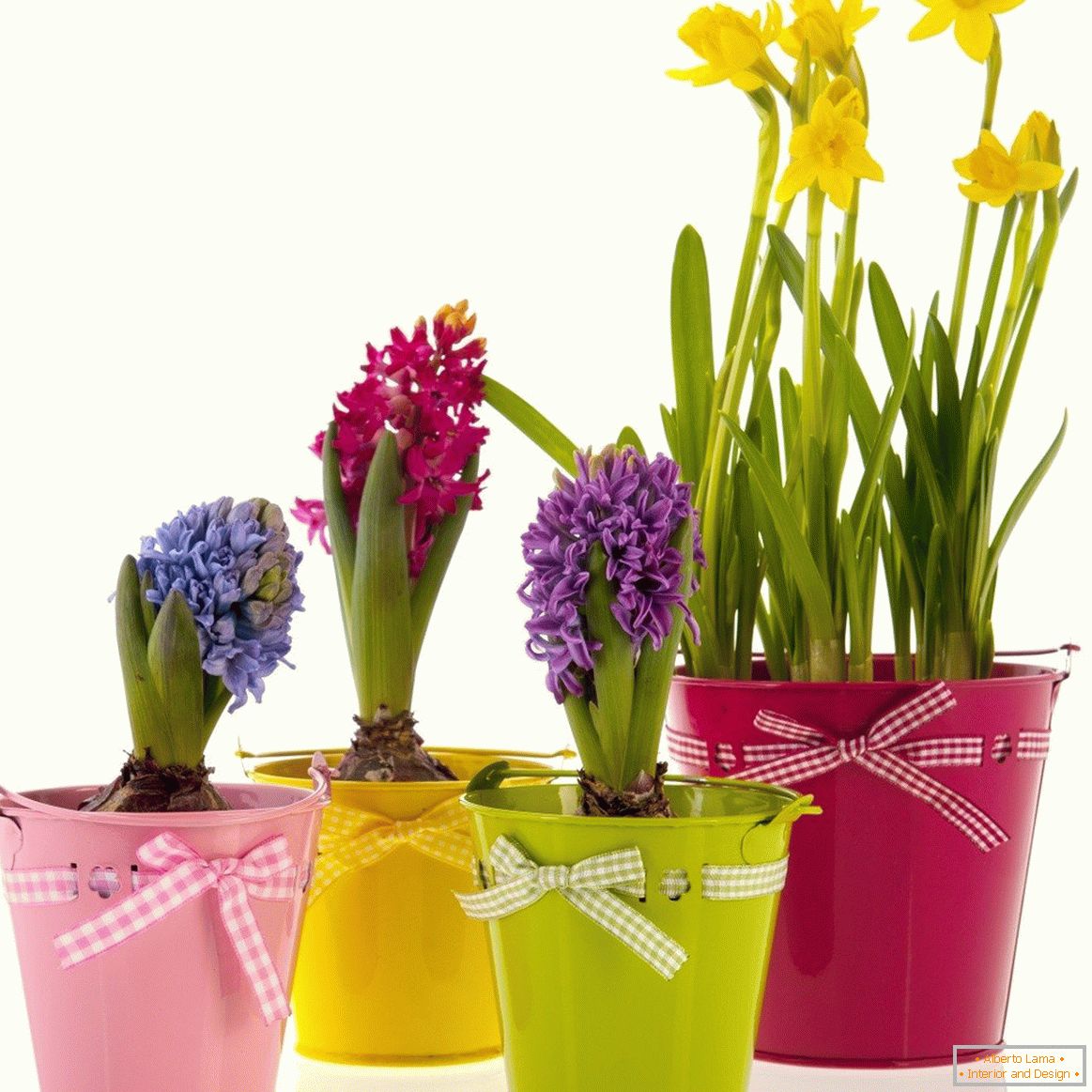 Hyacinths and daffodils in decorated pots