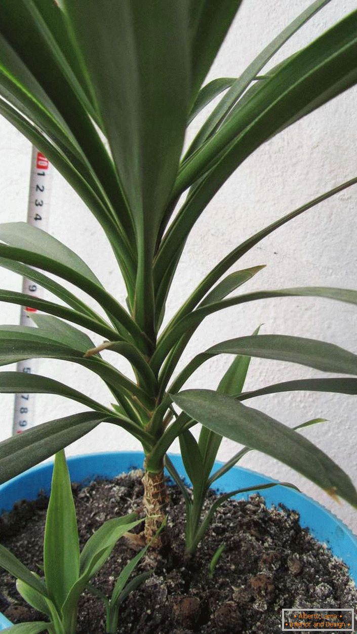 Correctly grown dracaena will destroy all harmful substances that are in the air.