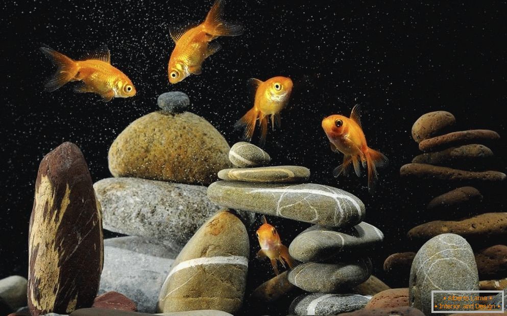 Decoration of the aquarium with stones