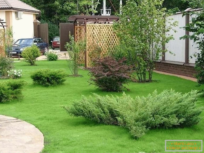 Lawn and shrubs on the site