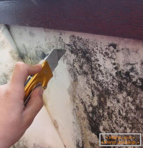 Mold, formed under the wallpaper, which