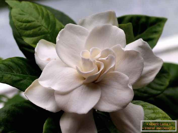 Velvety flowers of gardenia jasmine have a rich, languid aroma. On the popular resort island of Bali, this plant is often found along the coast and on the slopes of the mountains.