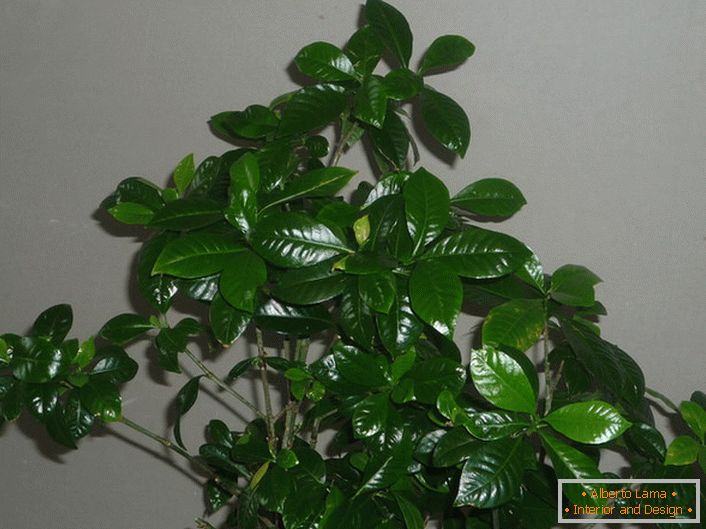 Glossy leaves of gardenia are dense with a touch of wax. The arrangement of leaves is opposite, sometimes in whorls to 3.