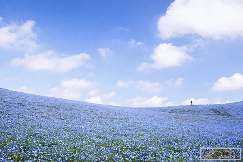 Colorful fields of the nymphophile in the Japanese park