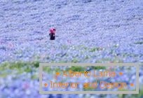 Hypnotic blue fields in Hitachi-Seaside Park, Japan