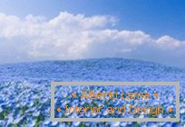Hypnotic blue fields in Hitachi-Seaside Park, Japan