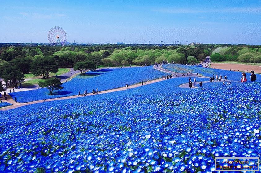 A fascinating flower field in the Japanese park