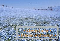 Hypnotic blue fields in Hitachi-Seaside Park, Japan