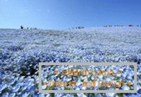 Hypnotic blue fields in Hitachi-Seaside Park, Japan