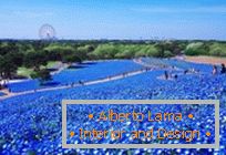 Hypnotic blue fields in Hitachi-Seaside Park, Japan