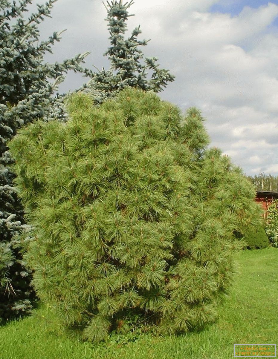 Balkan pine