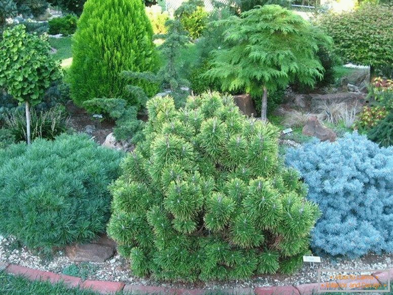 The combination of different species of conifers on the flowerbed