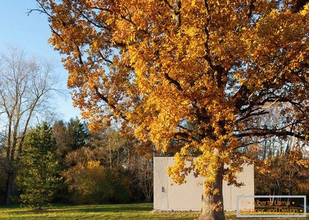 Small house under a big tree