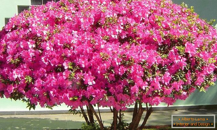 The popularity of petunia among gardeners is determined by decorative qualities, a wide variety of colors, geometric shapes. 