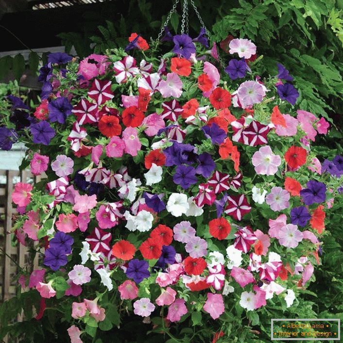 Original multicolored ball of petunias suspended in a flower pot. 