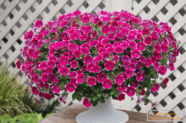 Ampelian petunia looks great in beautiful pots and pots on balconies, terraces, arbours on homestead plots. 