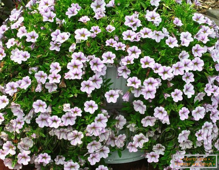 Petunia ampel with a compact bush of the Carillons White group.