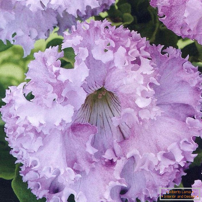 Petunia hybrid moonlit Erfut Dwaft Light Roze.