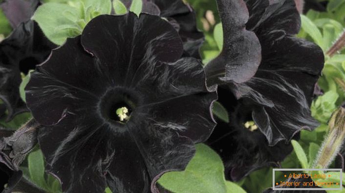 Petunia aristocrat of black color Black Velvet.