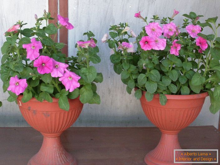 Charming petunia in flowerpots.