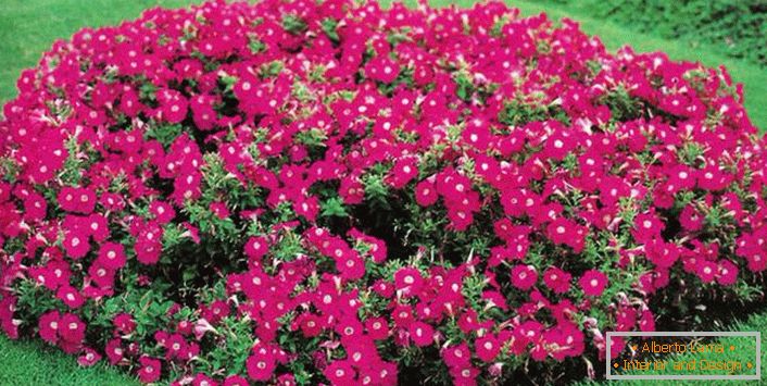 An islet of red petunia on a green lawn.