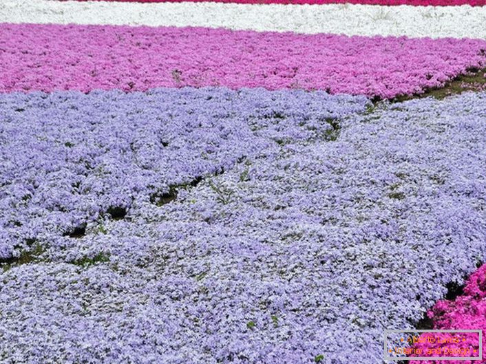 A popular variant of registration of a personal plot are carpets from phlox. At the same time for the composition of the composition can be used inflorescences of different colors.