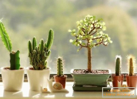 Decorating the windowsill with cactus