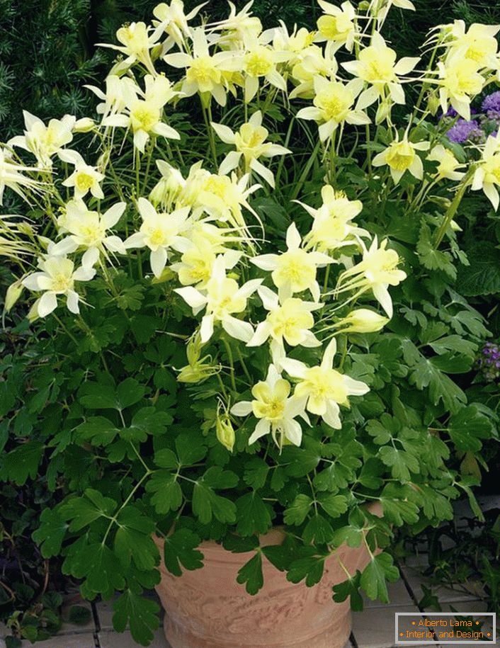 The solar aquilegia, planted in a pot, will decorate the courtyard of any house.