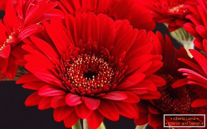 Bright red gerbera flowers