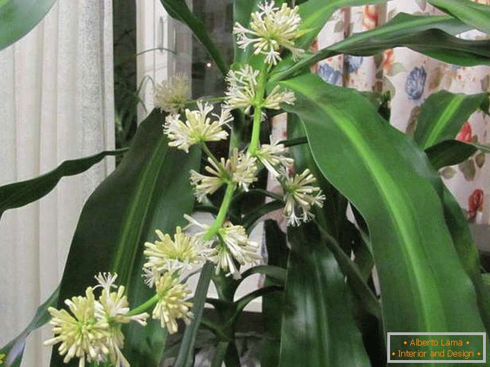 Flowering dracaena fragrant.