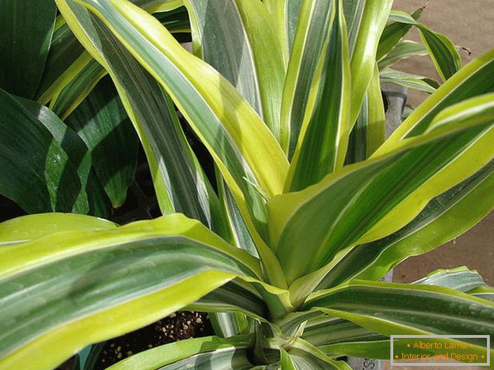 Sheets of dracaena fragrant have a light green edging. 