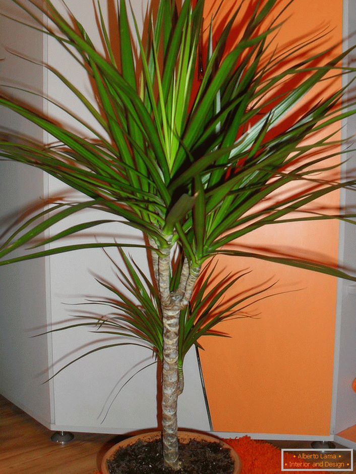 An example of a properly manicured dracaena. 
