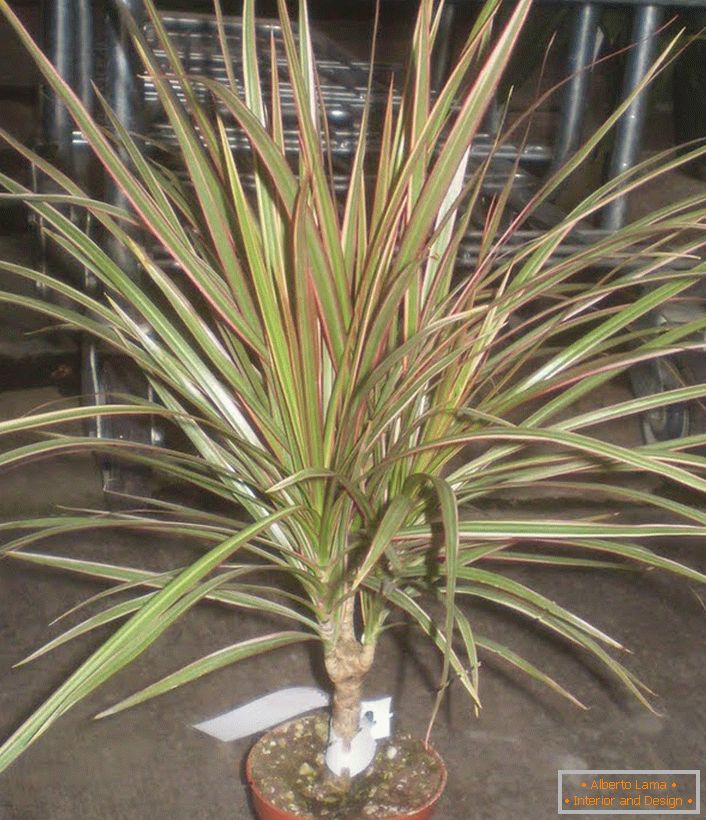 Dracaena is great for growing inside a house or apartment. 