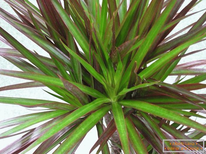 Contrast sheets of the Dracaena make her a favorite among domestic florists. 