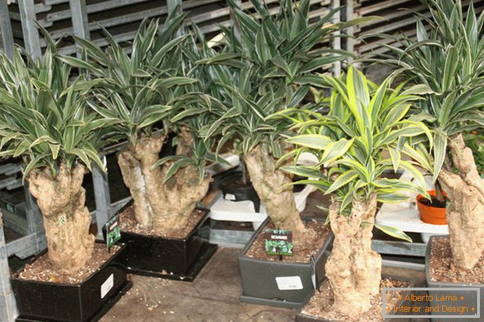 An original dracaena - decoration of any apartment or house.