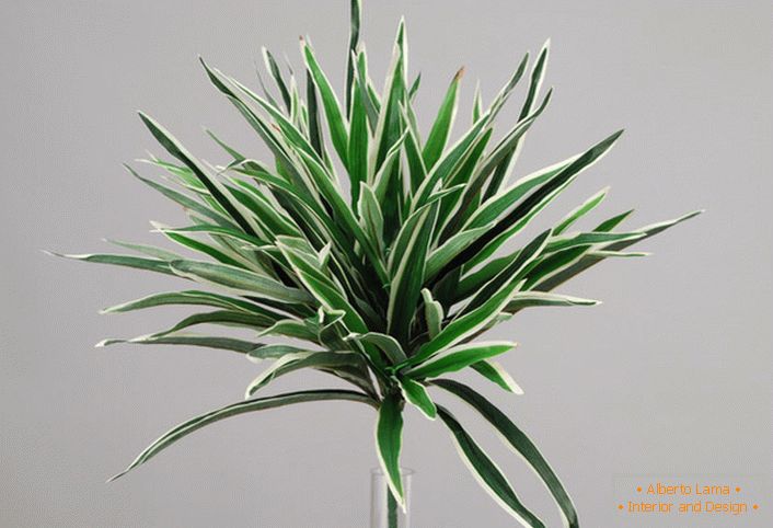 White-green dracaena leaves are popular among modern gardeners.